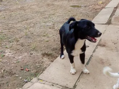 Cachorro raça SRD-ViraLata idade 2 a 6 meses nome sky, nina, aurora, Hulk e black
