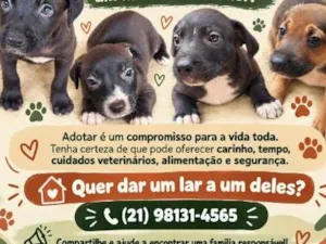 Cachorro raça SRD-ViraLata idade 2 a 6 meses nome não tem nomes