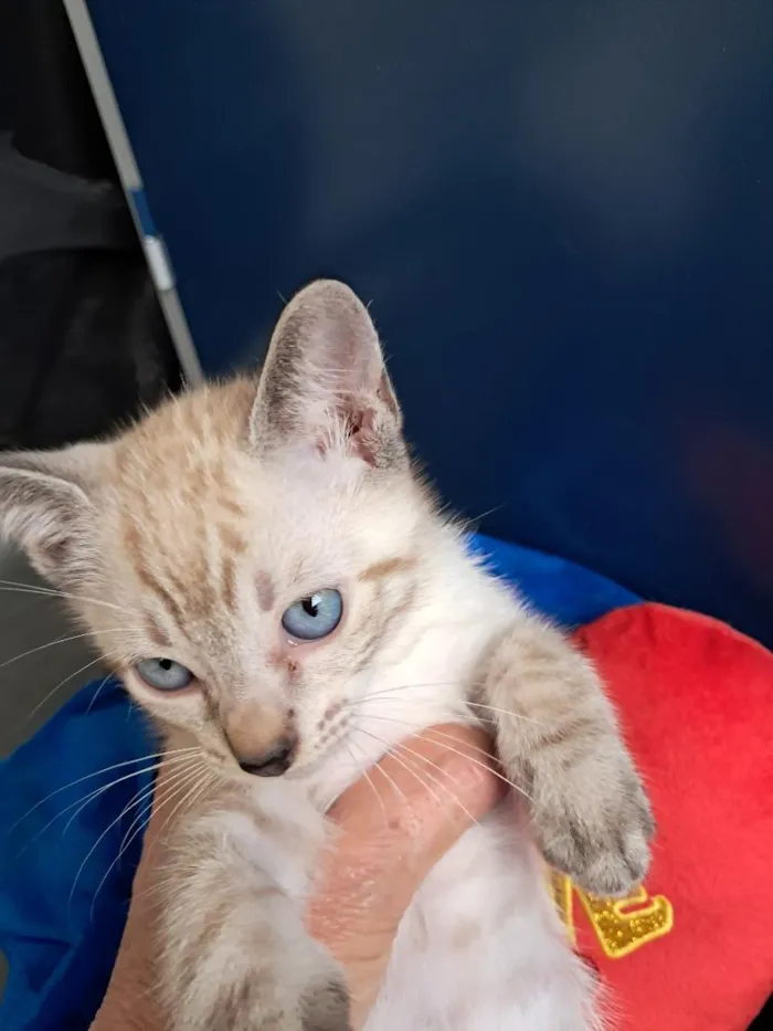 Gato raça SRD-ViraLata idade 2 a 6 meses nome João