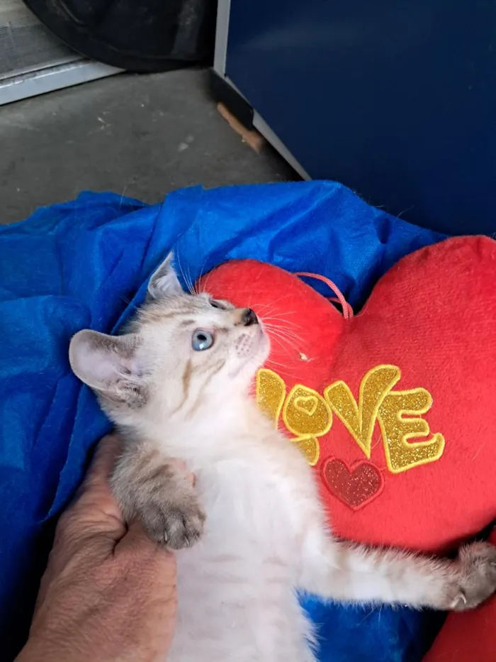 Gato raça SRD-ViraLata idade 2 a 6 meses nome João
