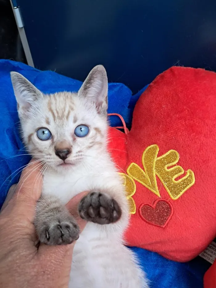 Gato raça SRD-ViraLata idade 2 a 6 meses nome João