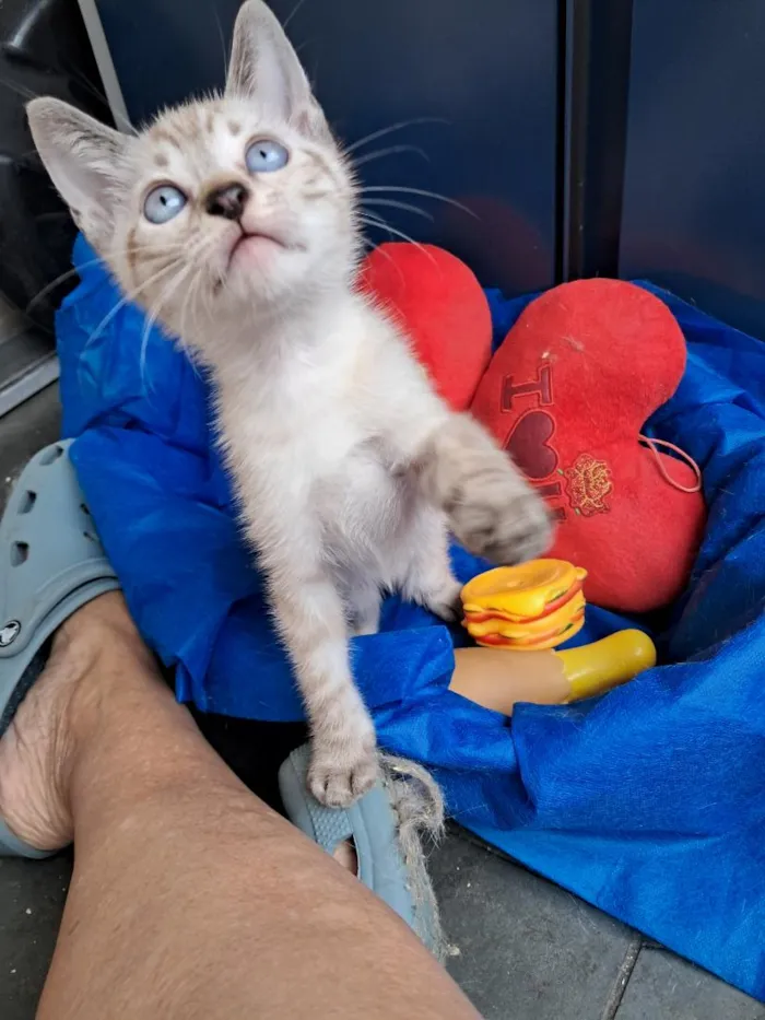 Gato raça SRD-ViraLata idade 2 a 6 meses nome João