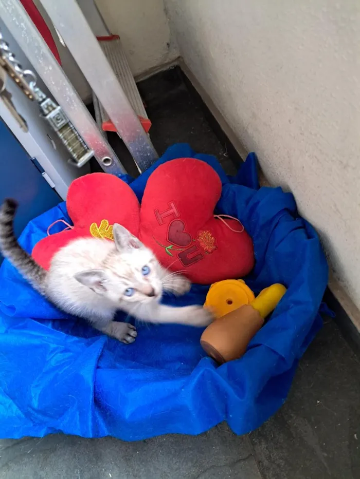 Gato raça SRD-ViraLata idade 2 a 6 meses nome João