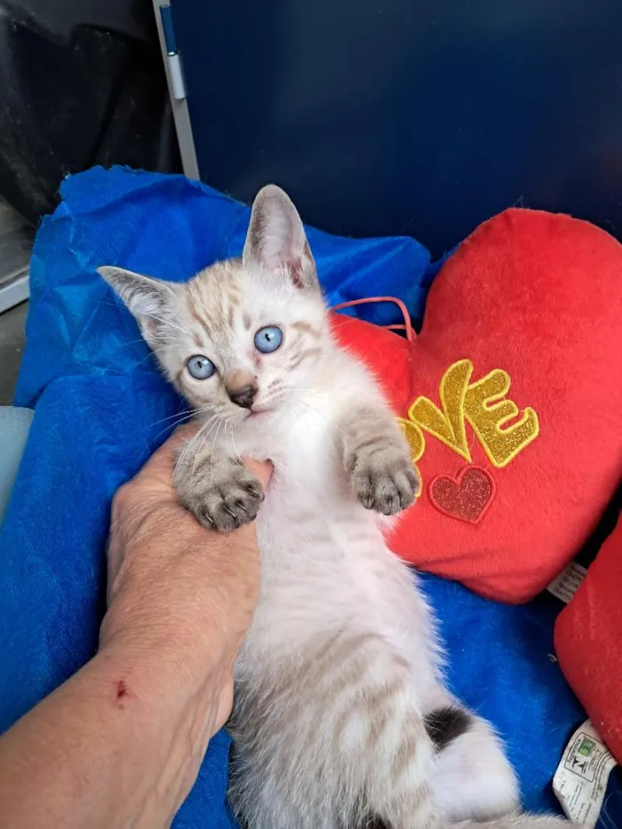 Gato raça SRD-ViraLata idade 2 a 6 meses nome João