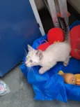 João