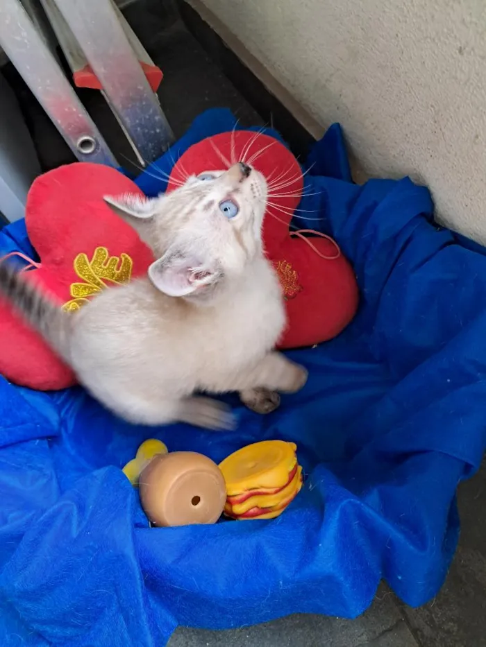 Gato raça SRD-ViraLata idade 2 a 6 meses nome João
