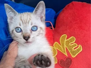 Gato raça SRD-ViraLata idade 2 a 6 meses nome João