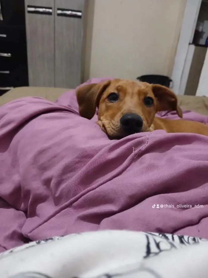 Cachorro raça SRD-ViraLata idade 7 a 11 meses nome Bisteca