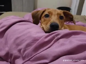 Cachorro raça SRD-ViraLata idade 7 a 11 meses nome Bisteca