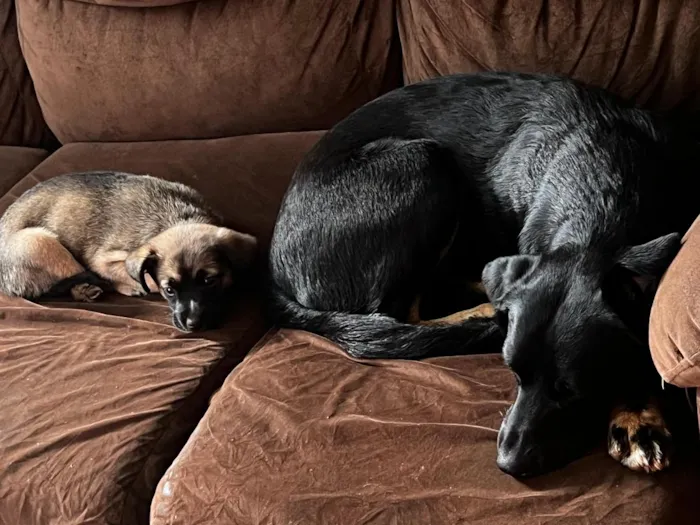 Cachorro raça SRD-ViraLata idade 2 anos nome Thor y catrina
