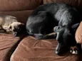 Thor y catrina