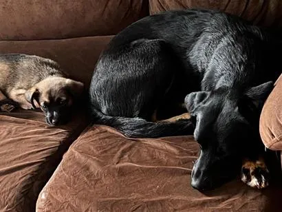 Cachorro raça SRD-ViraLata idade 2 anos nome Thor y catrina