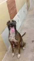 simba