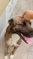 simba