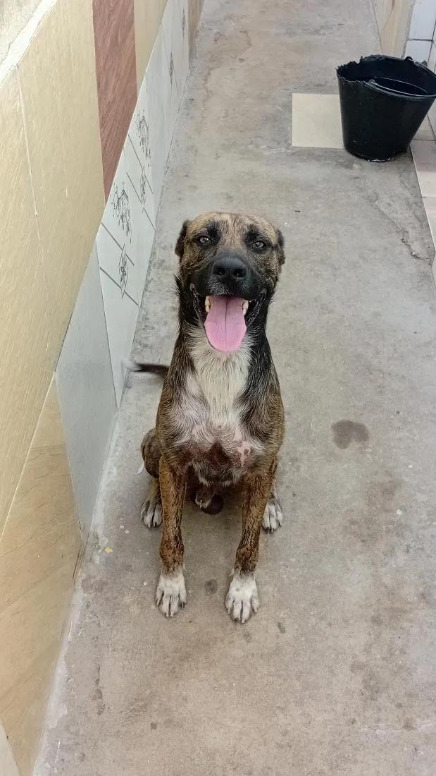 Cachorro raça SRD-ViraLata idade 2 anos nome simba