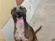 simba