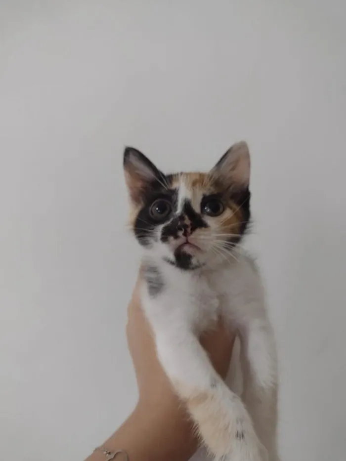 Gato raça SRD-ViraLata idade 2 a 6 meses nome sem nome 