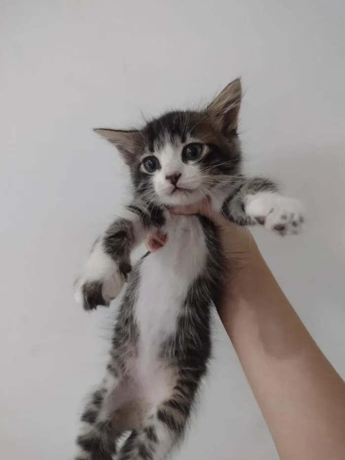 Gato raça SRD-ViraLata idade 2 a 6 meses nome sem nome 