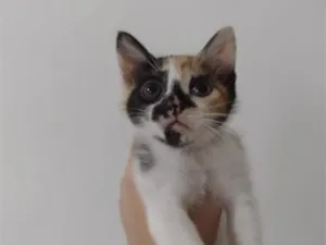 Gato raça SRD-ViraLata idade 2 a 6 meses nome sem nome 