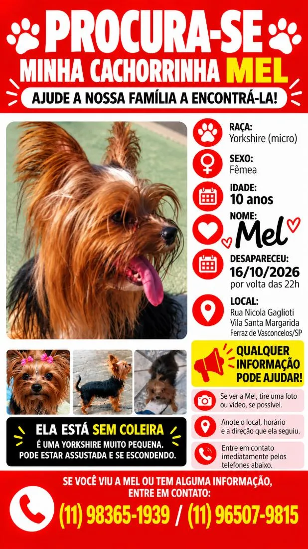 Cachorro raça  idade 6 ou mais anos nome Mel