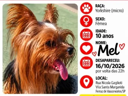 Cachorro raça  idade 6 ou mais anos nome Mel