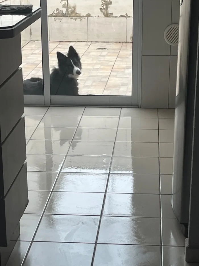 Cachorro raça SRD-ViraLata idade 1 ano nome Thor