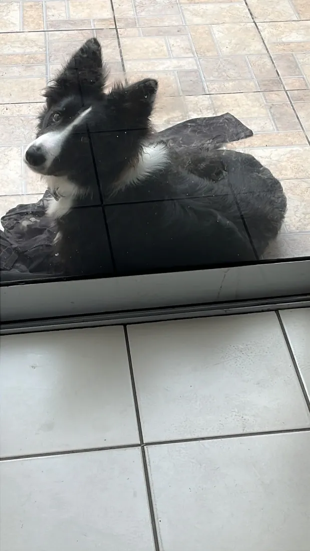 Cachorro raça SRD-ViraLata idade 1 ano nome Thor