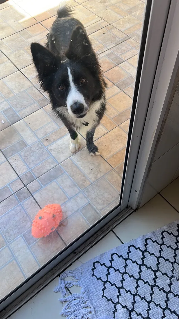 Cachorro raça SRD-ViraLata idade 1 ano nome Thor
