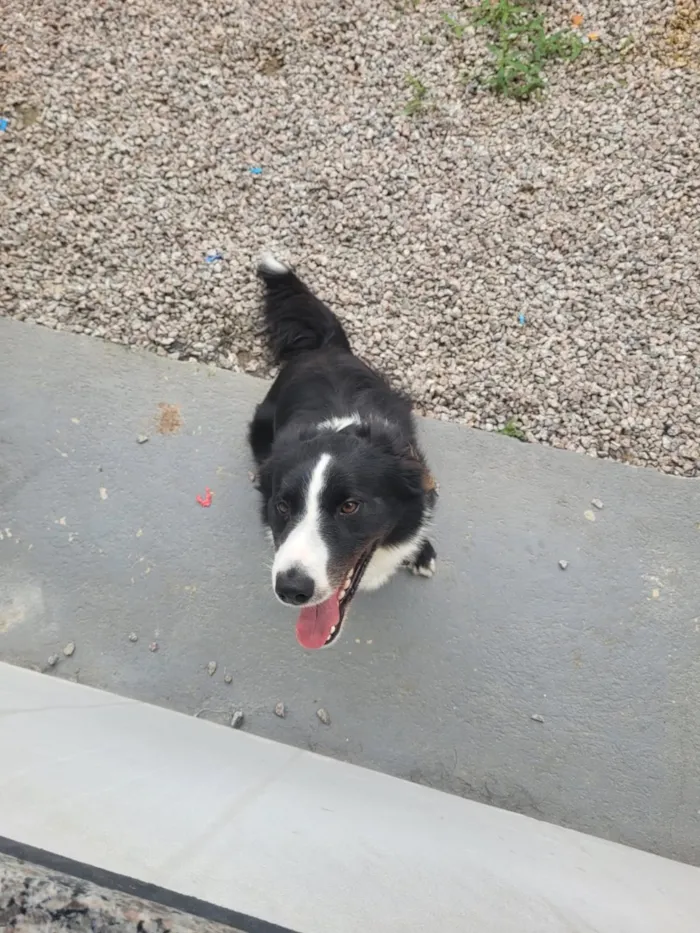 Cachorro raça SRD-ViraLata idade 1 ano nome Thor