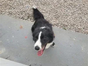 Cachorro raça SRD-ViraLata idade 1 ano nome Thor