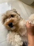Toddy 