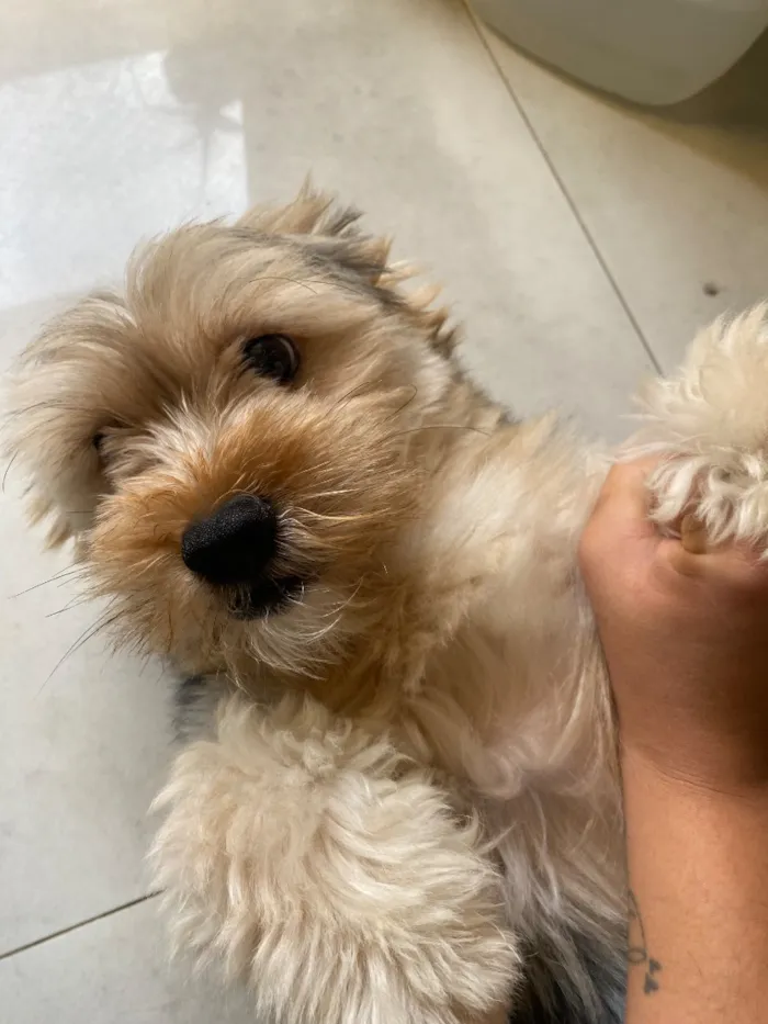 Cachorro raça SRD-ViraLata idade 1 ano nome Toddy 