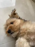 Toddy 