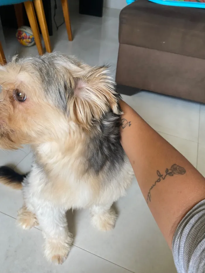 Cachorro raça SRD-ViraLata idade 1 ano nome Toddy 