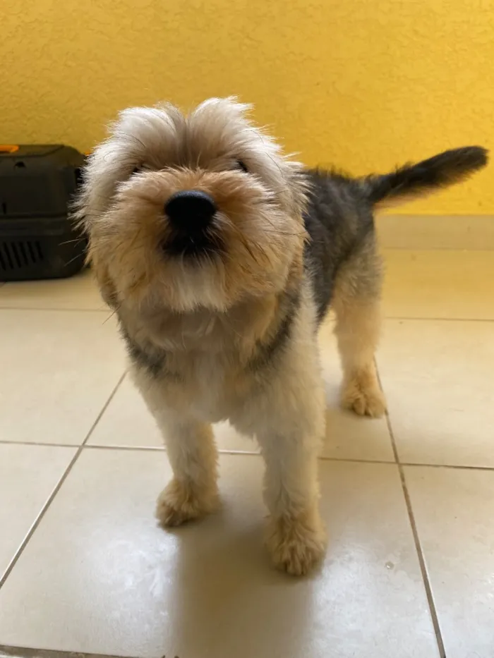 Cachorro raça SRD-ViraLata idade 1 ano nome Toddy 