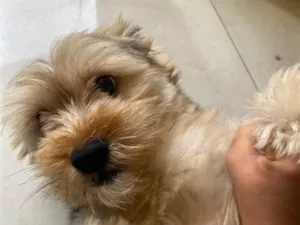Cachorro raça SRD-ViraLata idade 1 ano nome Toddy 