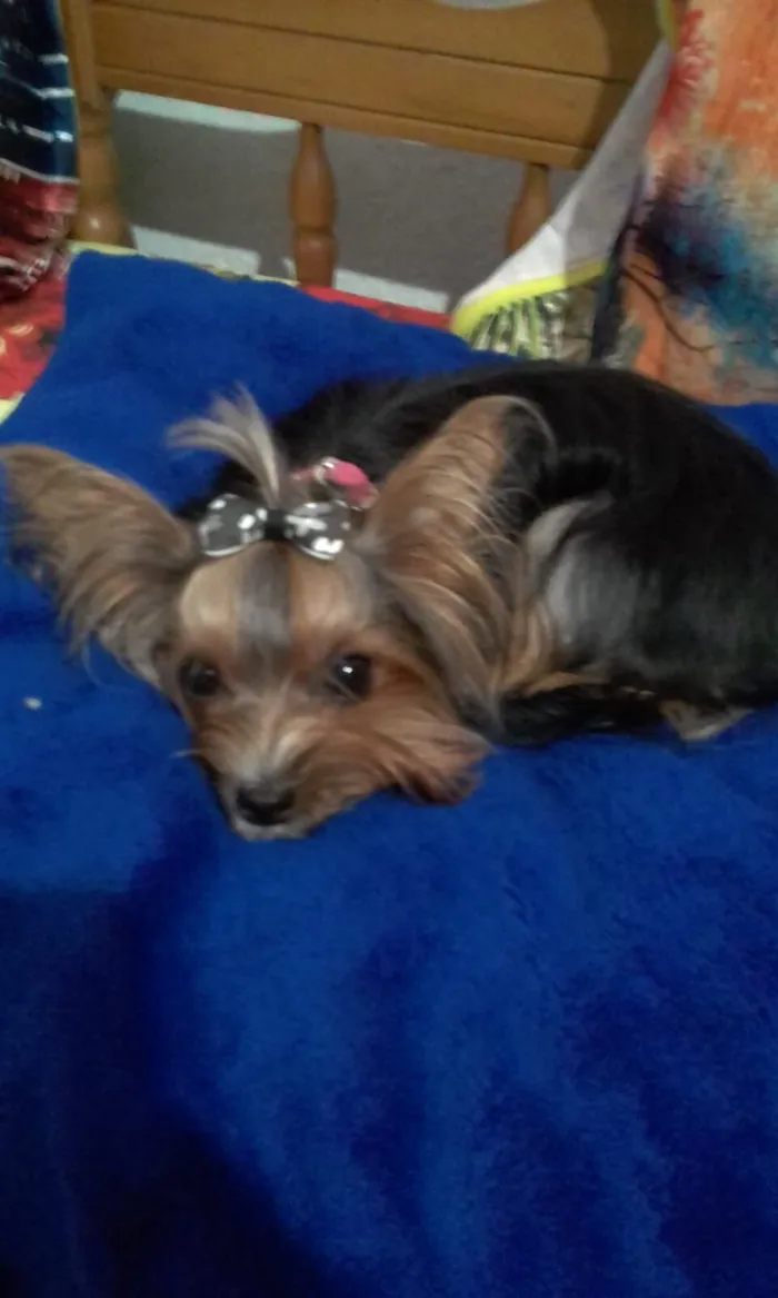 Cachorro raça  idade 6 ou mais anos nome Mel