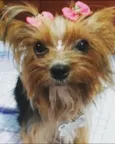 Mel