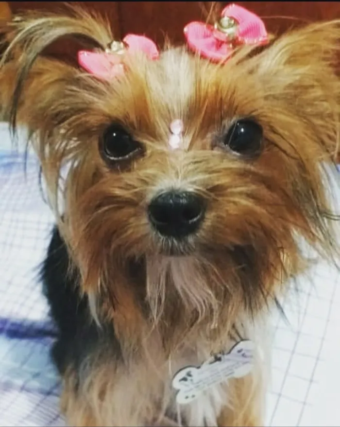 Cachorro raça  idade 6 ou mais anos nome Mel