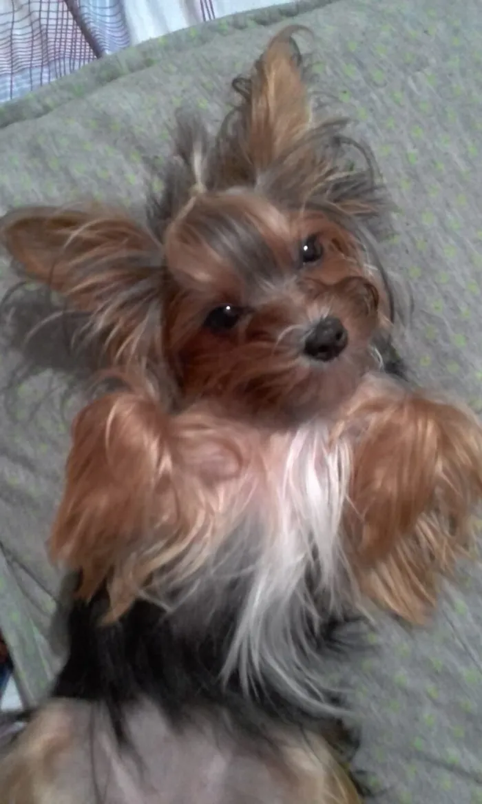 Cachorro raça  idade 6 ou mais anos nome Mel