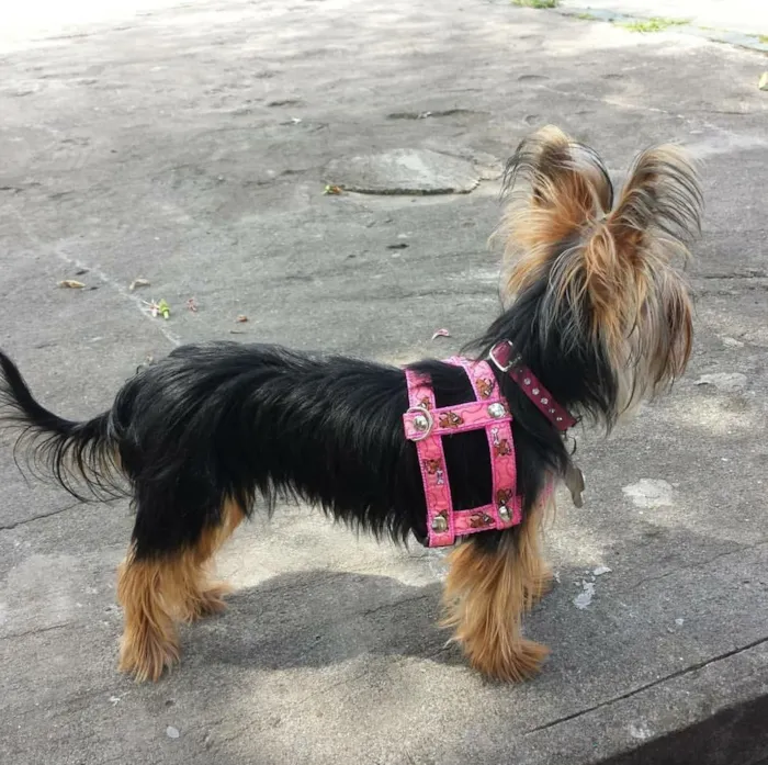 Cachorro raça  idade 6 ou mais anos nome Mel