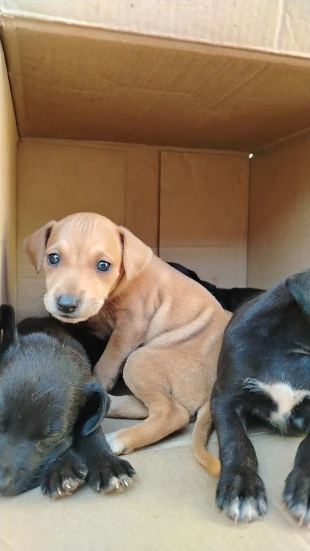 Cachorro raça SRD-ViraLata idade Abaixo de 2 meses nome Marron