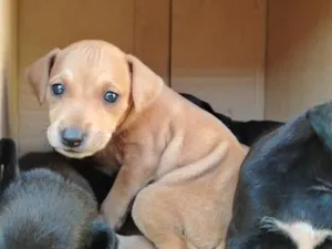 Cachorro raça SRD-ViraLata idade Abaixo de 2 meses nome Marron