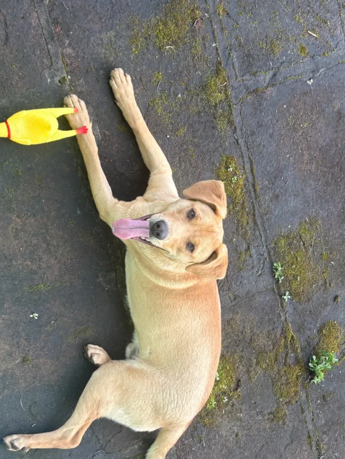 Cachorro raça SRD-ViraLata idade 3 anos nome Bandy