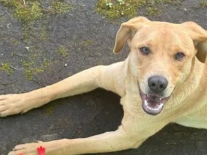 Cachorro raça SRD-ViraLata idade 3 anos nome Bandy