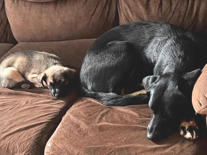 Cachorro raça SRD-ViraLata idade 2 anos nome Thor y catrina