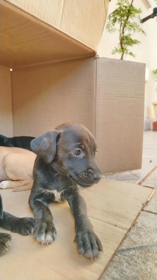 Cachorro raça SRD-ViraLata idade 2 a 6 meses nome Neguinha