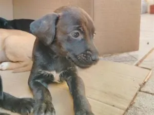 Cachorro raça SRD-ViraLata idade 2 a 6 meses nome Neguinha