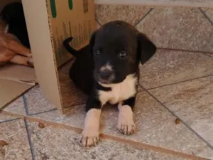 Cachorro raça SRD-ViraLata idade 2 a 6 meses nome Nega