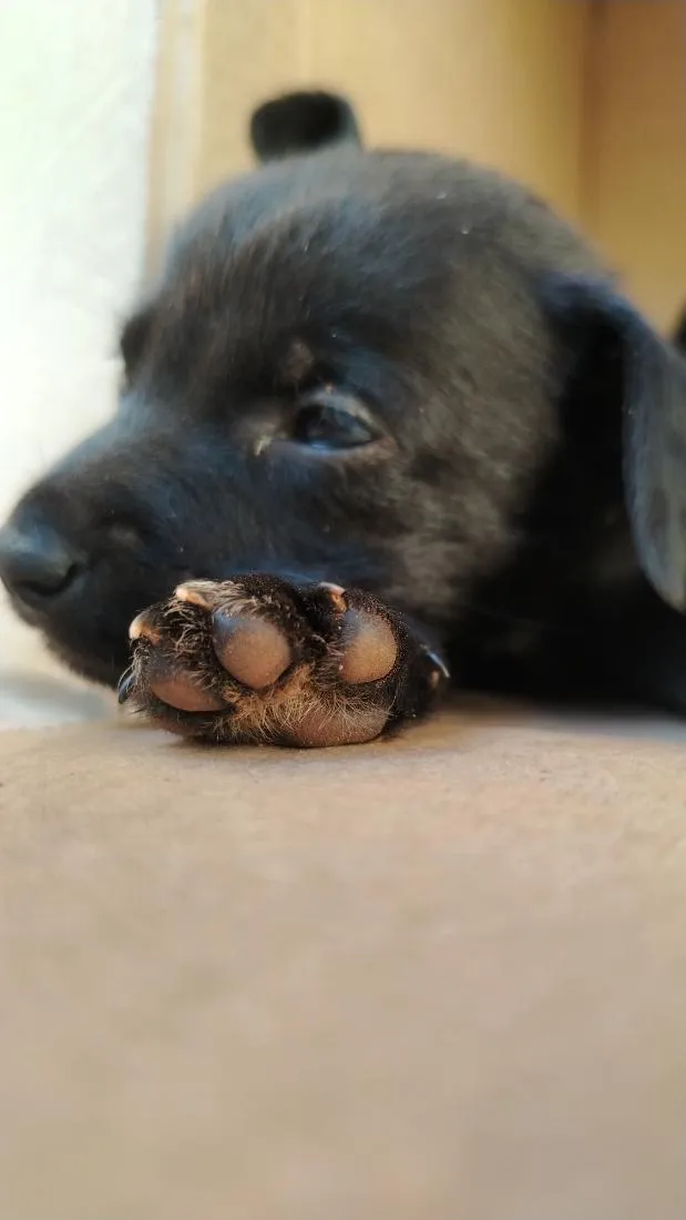 Cachorro raça SRD-ViraLata idade Abaixo de 2 meses nome Nego